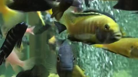 African cichlids