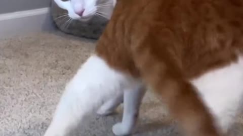 CAT TWERK DEMONSTRATION