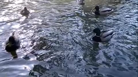 Ducks- Nature's Delightful Wonders of Water and Land