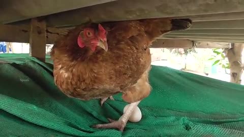 Hen laying egg. Did you see ever? Must watch