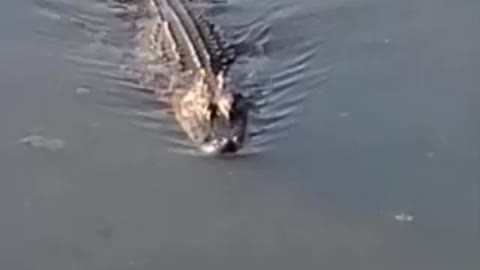 Gator with turtles