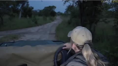 March 24, 2017- Large Elephant Bull doing the Musth Swagger towards Tayla