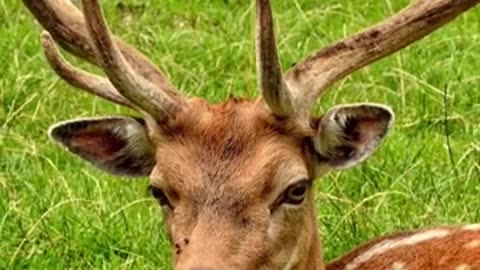 Interesting Facts About Deer #Deer #shorts #shorts #shortvideo