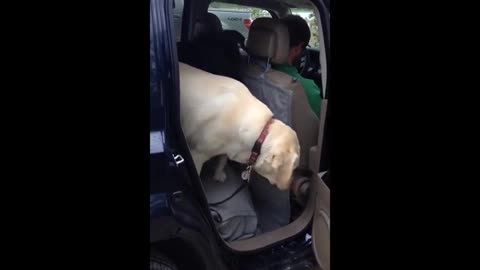 The dog helped his friend overcome his fear