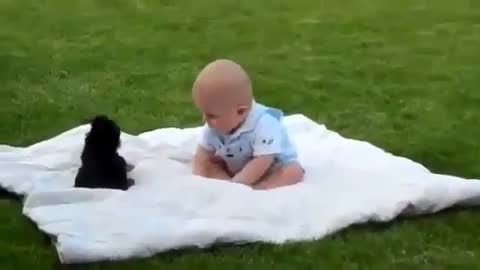 Cute dog with a small child playing