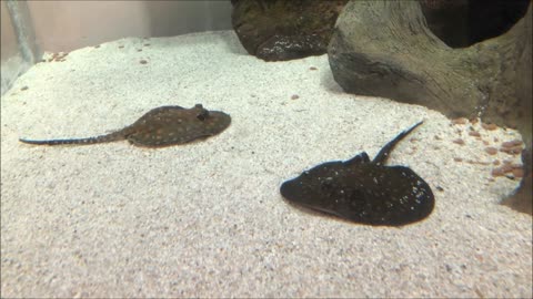 Stingrays