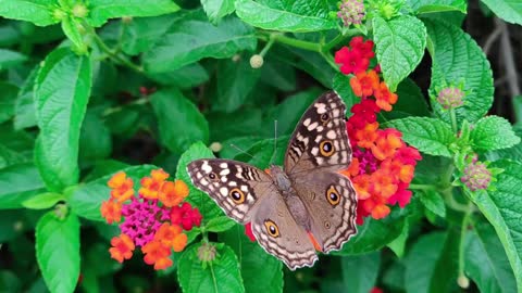 Slow motion footage of monarch butterfly on a flower