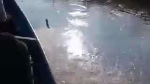 Por subienda, los pescados saltan sobre las canoas de pescadores en el río Magdalena