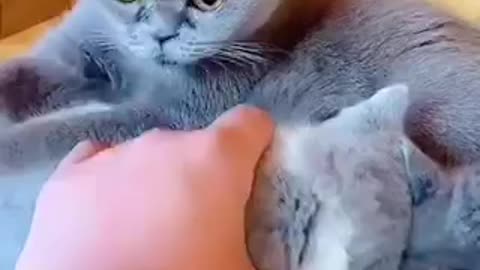 Cute pets # Gat a cat baby beautiful & funny animals