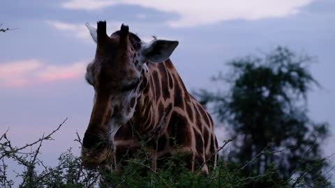 The eating nature of a giraffe