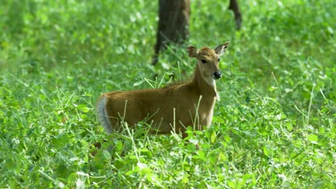 bebi nilgai