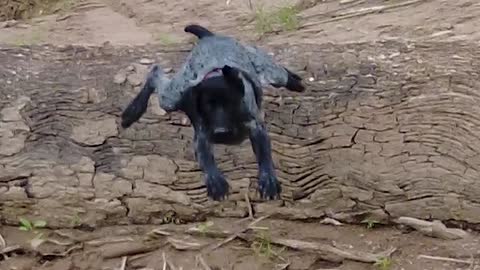 GSP Puppy Leaps Before Looking