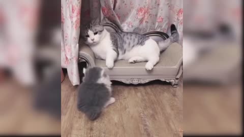 Cute Cats Playing =)