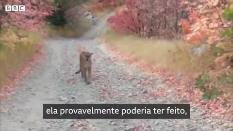 cougar attack on tourists