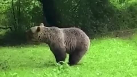 Bear's High Jumping #shorts #shortvideo #video #virals #videoviral