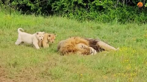 Naughty Lion Cubs Bother Dad Trying to Sleep