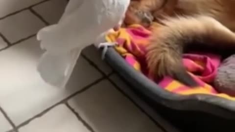 Parrot trolls dog