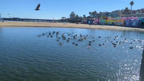 Seagull School