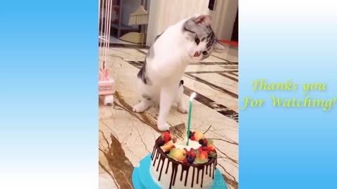 Hilarious Funny Cat Video Cats Pets Video Try Not To Laugh