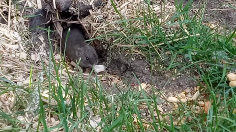 Wyoming Wild Gerbils Eating Peanuts & Carrots 🥕