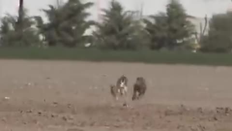 Rabbit got attacked by two dogs on farm 🐇