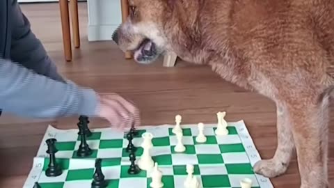 DOG PLAYING A GAME OF CHESS😳I DON’T EVEN KNOW HOW TO PLAY!