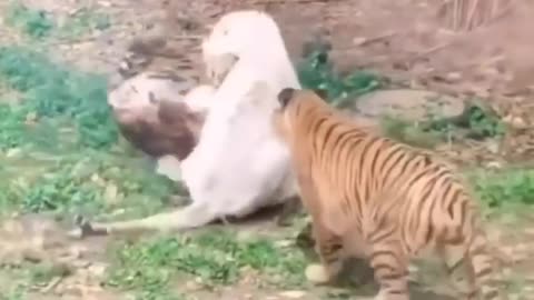 Tiger and white tiger fighting amazing video watch now