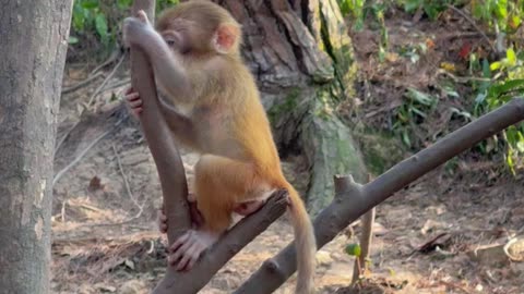 baby monkey calling mom