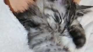 Kittens