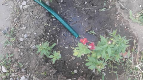 Watering Snapdragon