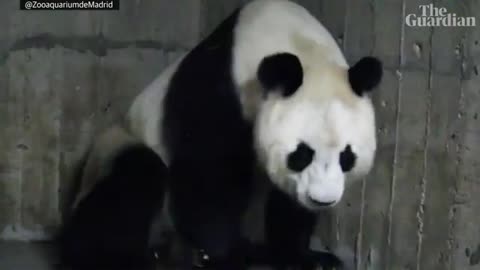 Giant panda at Madrid’s Aquarium Zoo gives birth to twins