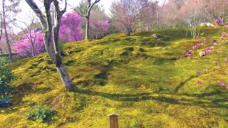 Kyoto Shrine Garden Walk-through near Airshiyama - 2.7K