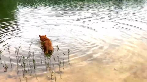 five minutes of a dog living his best life