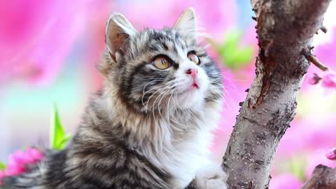 A cute black and white cat