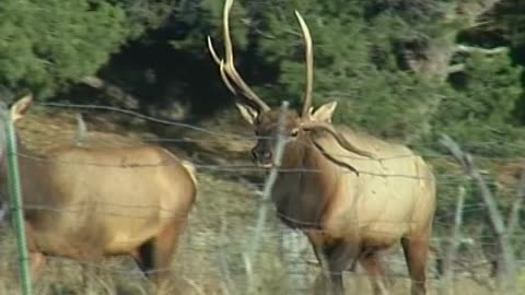 Outdoor University - Episode 15 - Hunting Elk And Pigs In New Mexico