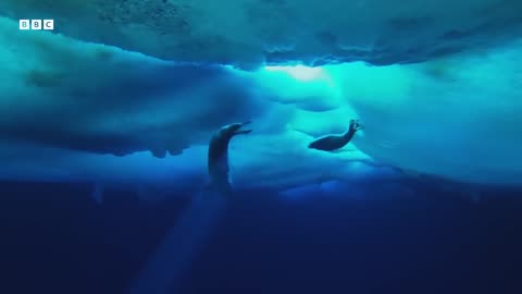 Two-Week-Old Seal Learns to Swim | Animal Super Parents | BBC Earth