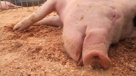 pig sleeping on livestock farm