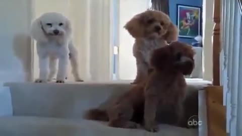 hilarious dogs