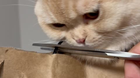 Cat Get's His Head Stuck In a Paper Bag Handle