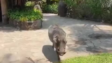 warthog attacks man who tried to pat him !!