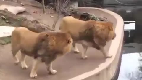 lion funny moments in water and fall down