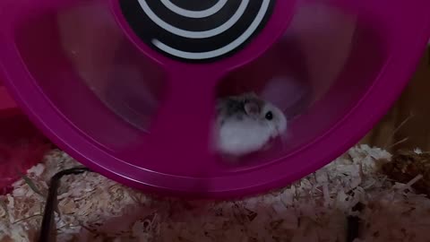 Captain Hamster Takes Off in Airplane