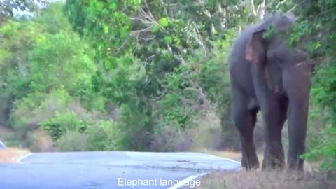 Sri Lanka Wild Elephant Attack | Parents who were helpless after being attacked by Wild Elephant