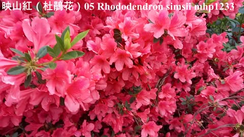 映山紅（杜鵑花）05 Rhododendron simsii, mhp1233, Mar 2021