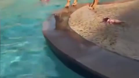 Brave Dog Saves Child From Drowning !!