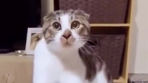 Funniest Cat Videos That Will Make You Laugh - Funny Cats and Dogs Videos