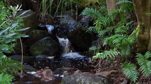 Relaxing sounds of nature, video / Forest stream