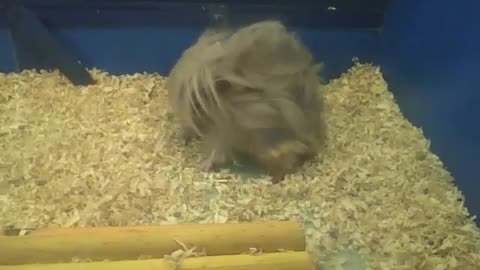 Peruvian guinea pig scratches, look the boy's lion mane! [Nature & Animals]