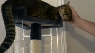 Cute cat on cat tower