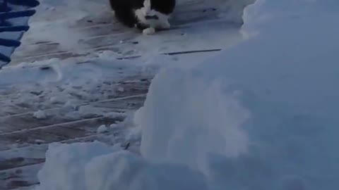 Cat in the snow!